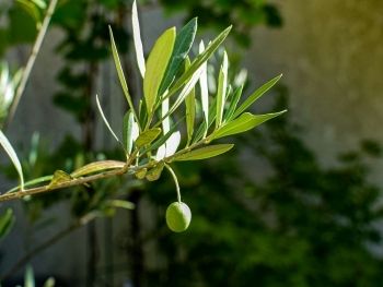 The History of Olive Wood Art and Why It Makes a Perfect Christian Gift image