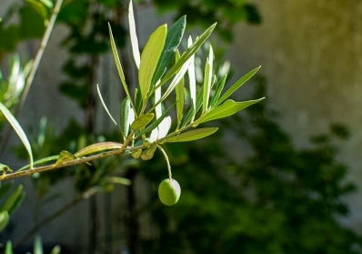 The History of Olive Wood Art and Why It Makes a Perfect Christian Gift blog image